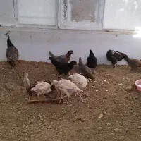 طاووس مرغ بوقلمون