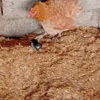 مرغ محلی و تخم مرغ