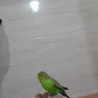 مرغ عشق رام|پرنده|سنندج, |دیوار