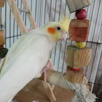 عروس هلندی ماده معاوضه با نر