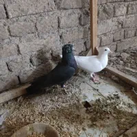 کفتر|پرنده|اردکان, |دیوار