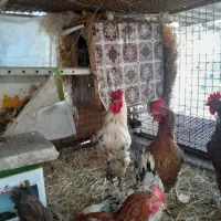 خوروس ۲ رگه چهل تاج ۸ ماه|حیوانات مزرعه|نسیمشهر, |دیوار