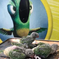 جوجه سرلاکی طوطی ملنگو