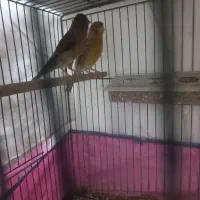 جفت دارچینی خوش سو ماده