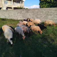 گوسفند ماده و نر جوان