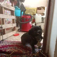 واگذاری سگ پاپی نژاد  شیتزو پامر بسیار حرف گوش کن