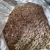 فروش ۲ تن جو