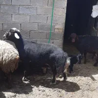 قوچ 2ساله باب گله