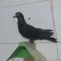 کبوتر نر
