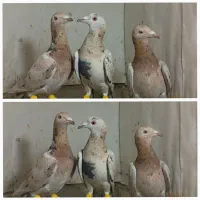 زردهفرنگ خرمایی هفرنگ