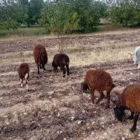 بره|حیوانات مزرعه|الیگودرز, |دیوار