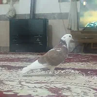 یک جفت کبوتر گوره|پرنده|کوهدشت, |دیوار