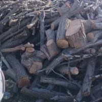 خرید و برش چوب درختان