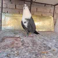 کبوتر ماده مخمل