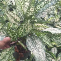 آگلونما برفی سه بوته|گل و گیاه طبیعی|قائم‌شهر, |دیوار