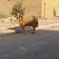 گاو گوساله گوسفند بز بره گاومیش قوچ|حیوانات مزرعه|اهواز, گلستان|دیوار