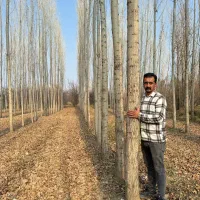 فروش  انواع نهال غیر مثمر و مثمر نهالستان سالم