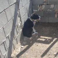 واگذاری سگ نگهبان