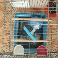 قفس پرنده|لوازم جانبی حیوانات|صحنه, |دیوار