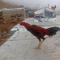 خروس لاری|حیوانات مزرعه|ماکو, |دیوار