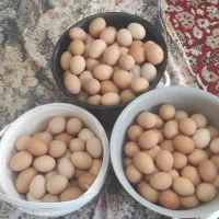 تخم مرغ محلی|خوردنی و آشامیدنی|زنجان, |دیوار