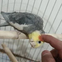 عروس هلندی نر سینامون|پرنده|نظرآباد, رسالت|دیوار