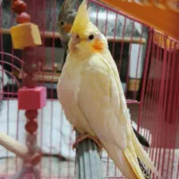 عروس هلندی لوتینو