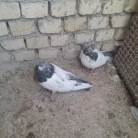 چند جفت کبوتر کله دم سبز|پرنده|کتالم و سادات شهر, |دیوار