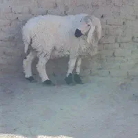 قوچ وبز مری|حیوانات مزرعه|هامون, |دیوار