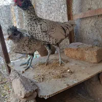 خروس مینیاتوری|حیوانات مزرعه|نیشابور, مازول|دیوار