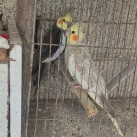 عروس هلندی