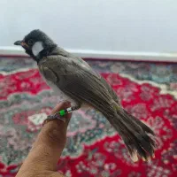 قناری نر 3 ماهه دستی