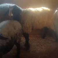 قوچ نژاد شال