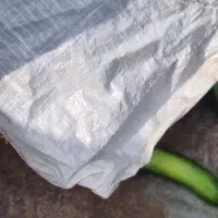 خیار مخصوص شوری