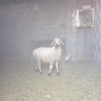 یک میش جوان