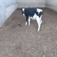 گاو وگوساله نر ۵ماه