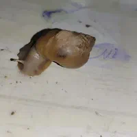 حلزون آچاتینا|خزنده|محمدشهر, همایون ویلا|دیوار