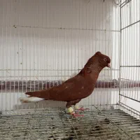 کفتر کبوتر دم سفید کبود شامی لیموی کاغذی سرخ و زاغ