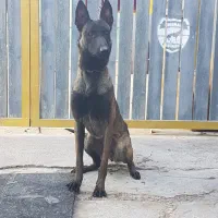 سگ مالینویز ماده