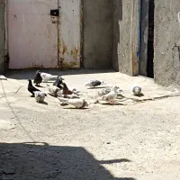 کبوتر