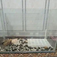 آکواریوم