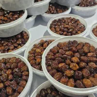 فروش انواع خرما درجه یک