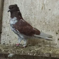 کبوتر طوقی ساعتی به شرط و اویناق