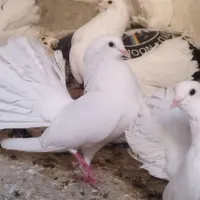 کبوتر و پرنده زینتی