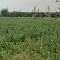 فروش زمین سربیژن