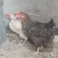 جوجه گلین ۴۰تاج،و خروس|حیوانات مزرعه|یزد, |دیوار