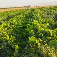 نهال انگور با ضمانت کتبی|خدمات باغبانی و درختکاری|تاکستان, |دیوار