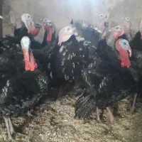 بوقلمون نر|حیوانات مزرعه|همدان, |دیوار