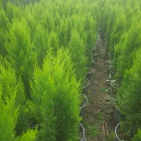 کاج لاوسون طلایی و یاس هلندی و شمشاد طلایی گلدونی|خدمات باغبانی و درختکاری|قائمشهر, |دیوار