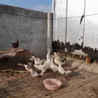 غاز محلی ارگانیک